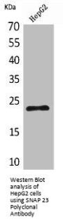 SNAP23 Antibody
