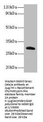 Cela2a Antibody