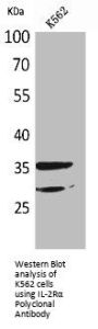 IL2RA Antibody