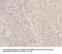 CENPH Antibody