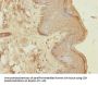 CENPK Antibody