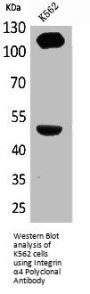 ITGA4 Antibody