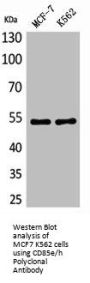 LILRA2 Antibody