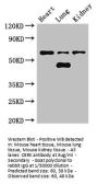 CERK Antibody