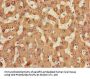 CES1 Antibody