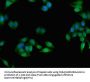 CES1 Antibody