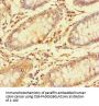 CES3 Antibody