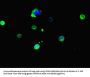 CES3 Antibody
