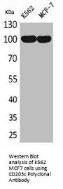 ENPP3 Antibody