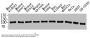ENPP3 Antibody