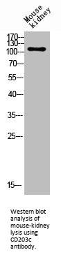 ENPP3 Antibody