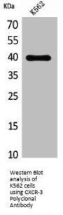CXCR3 Antibody