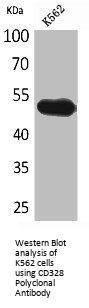 SIGLEC7 Antibody