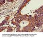 CH25H Antibody