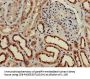 CH25H Antibody