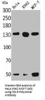 LEPR Antibody