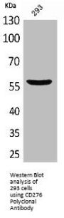 CD276 Antibody