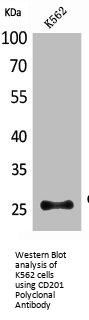 CD201 Polyclonal Antibody