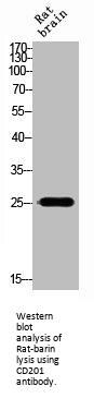 CD201 Polyclonal Antibody