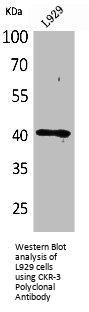 CCR3 Antibody