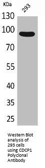 CDCP1 Antibody