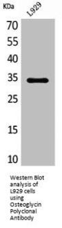 OGN Antibody