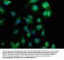 CHML Antibody