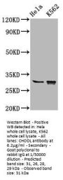CHODL Antibody
