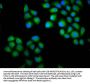 CHODL Antibody