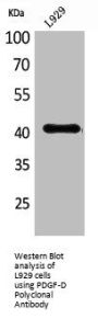 PDGFD Antibody