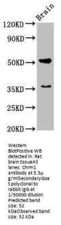 Chrm1 Antibody