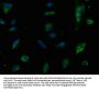 CHRM1 Antibody
