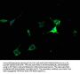 CHRM2 Antibody