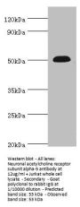 CHRNA5 Antibody
