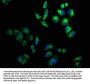 CHRND Antibody