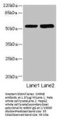 CHRNE Antibody