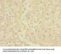 CHRNE Antibody