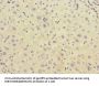 CHRNE Antibody