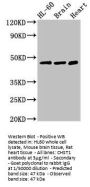 CHST1 Antibody