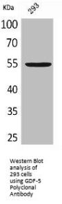 GDF-5 Polyclonal Antibody