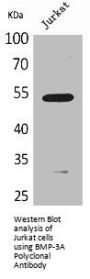 BMP3 Antibody