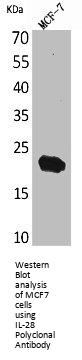 IFNL2 Antibody