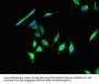 CIB2 Antibody