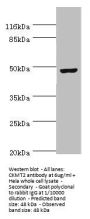 CKMT2 Antibody