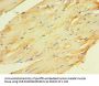 CKMT2 Antibody