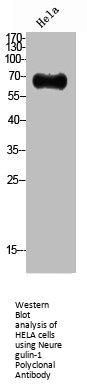 NRG1 Antibody