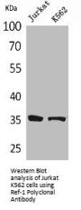 Ref-1 Polyclonal Antibody