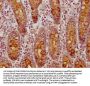 CLCA1 Antibody