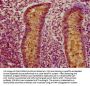 CLCA1 Antibody