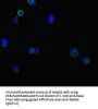 CLCN1 Antibody